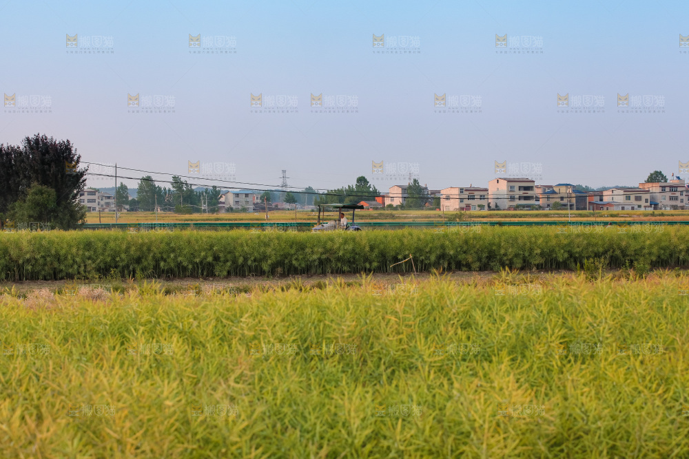 油菜籽 油菜籽田