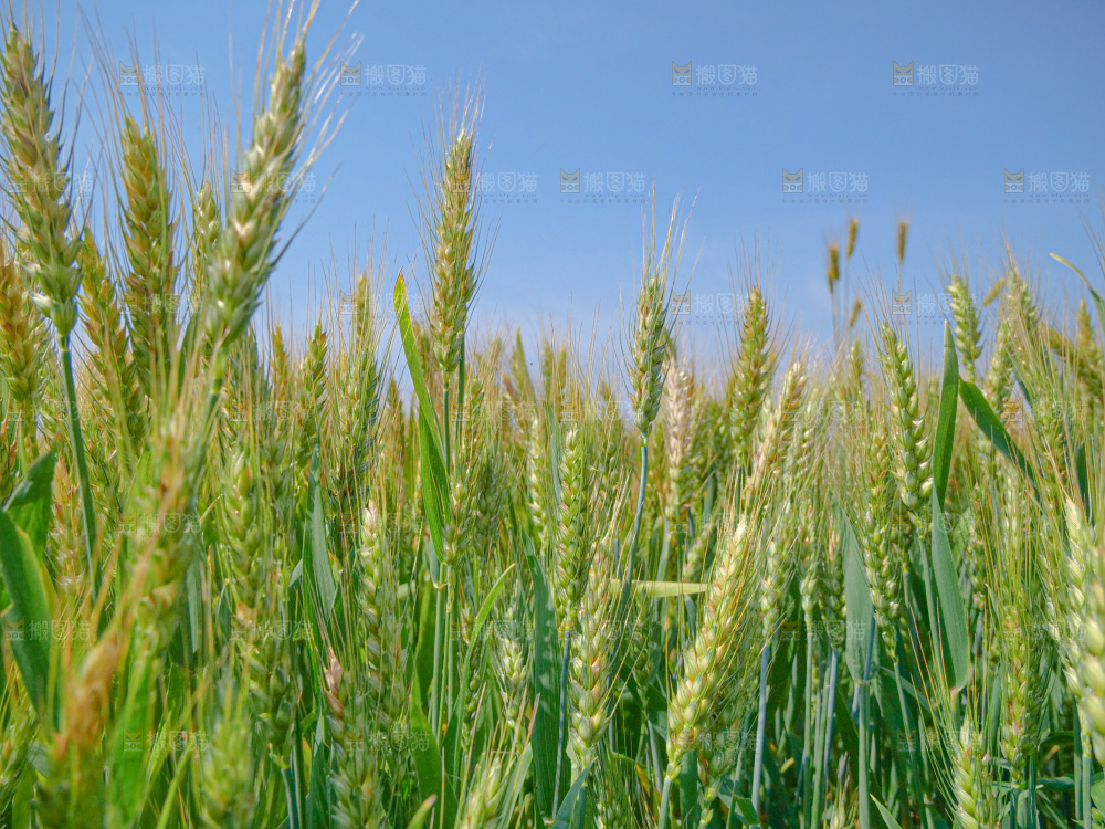 麦穗 麦粒 麦芒