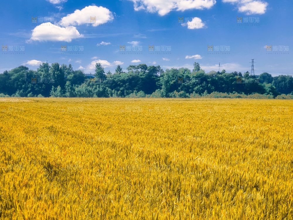 麦穗 麦粒 麦芒