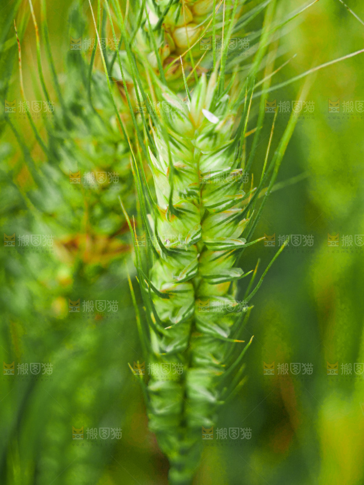 麦穗 麦粒 麦芒