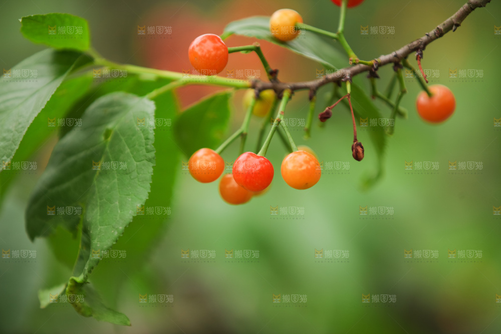 樱桃树
