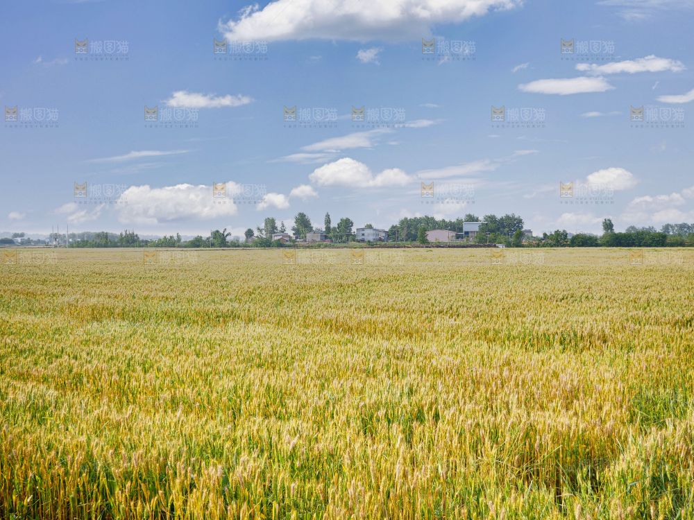 麦穗 麦粒 麦芒