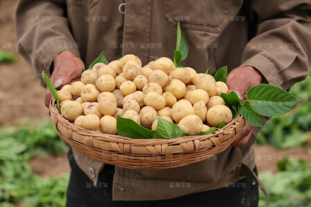 现挖小土豆