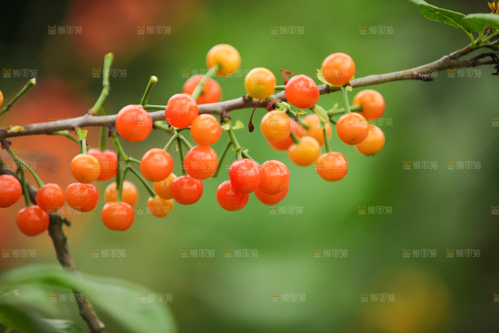 樱桃树