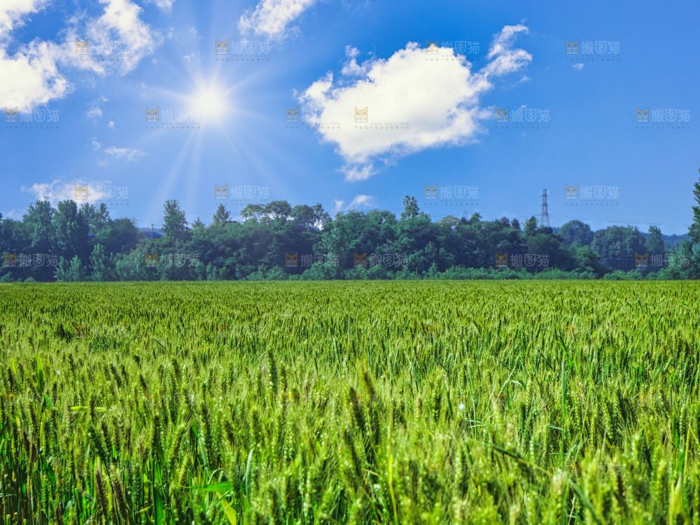 麦穗 麦粒 麦芒