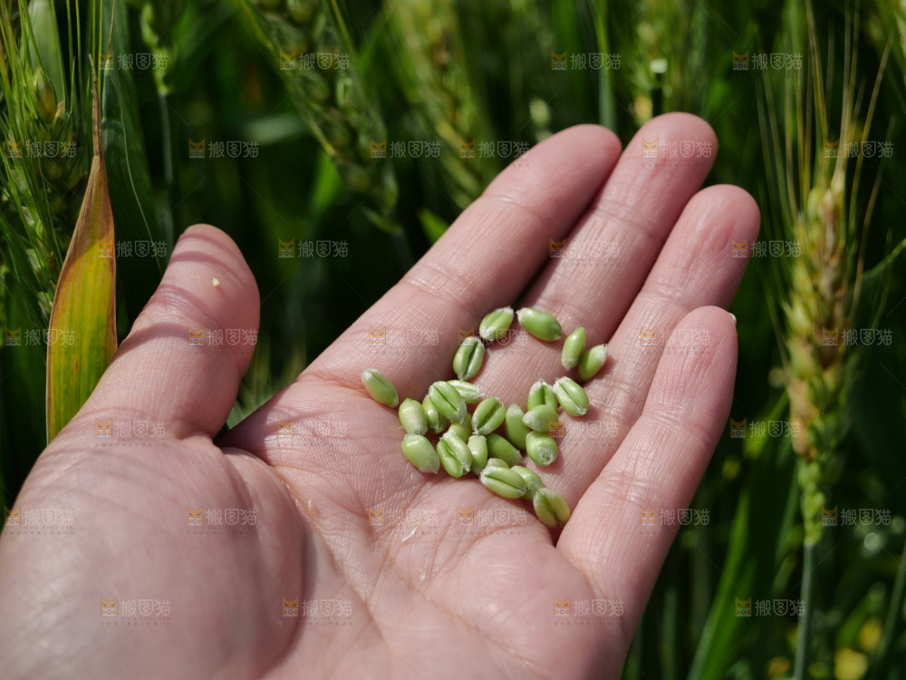 麦穗 麦粒 麦芒