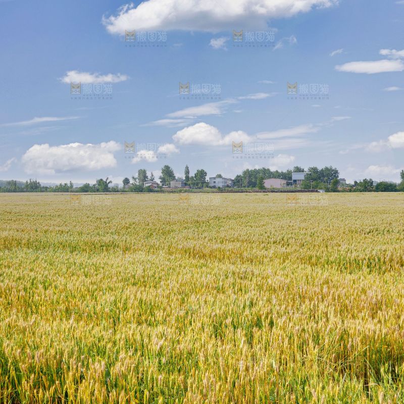 麦穗 麦粒 麦芒