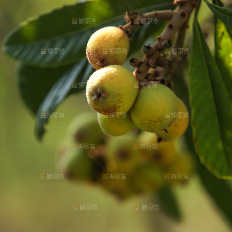 枇杷树