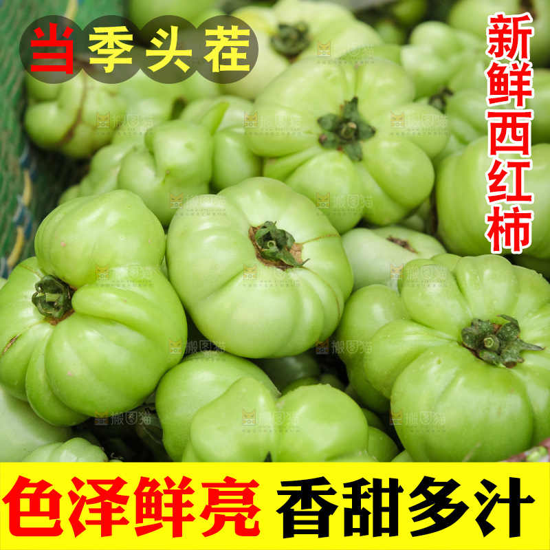 西红柿采摘