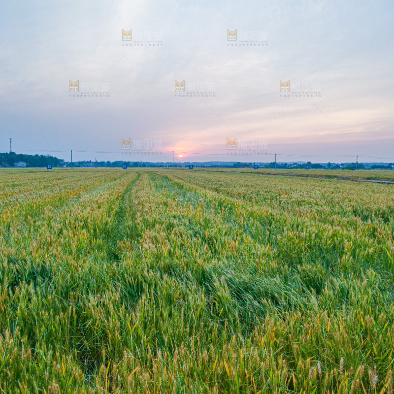 麦穗 麦粒 麦芒