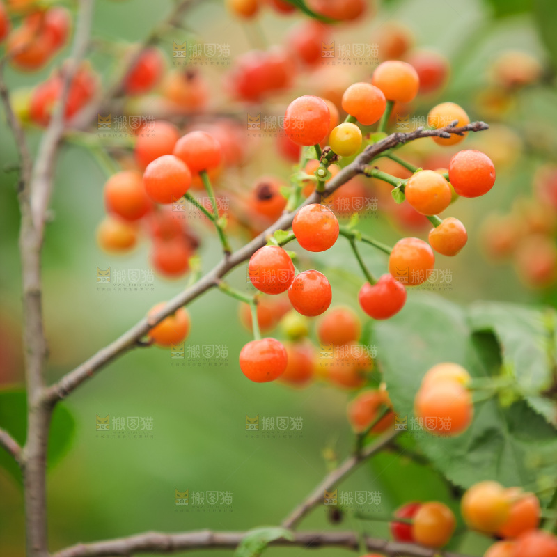 樱桃树