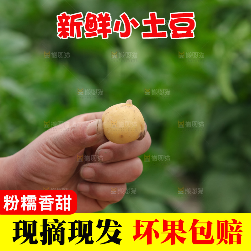 现挖小土豆