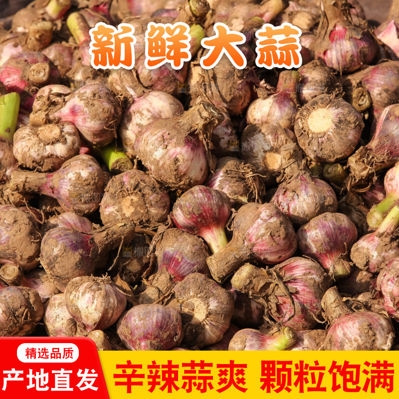 大蒜