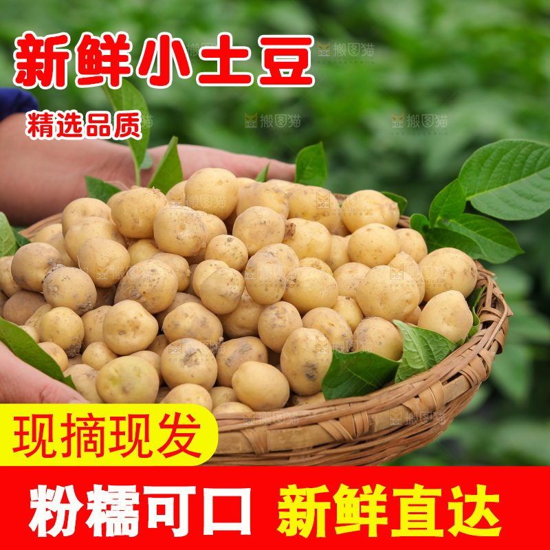 现挖小土豆