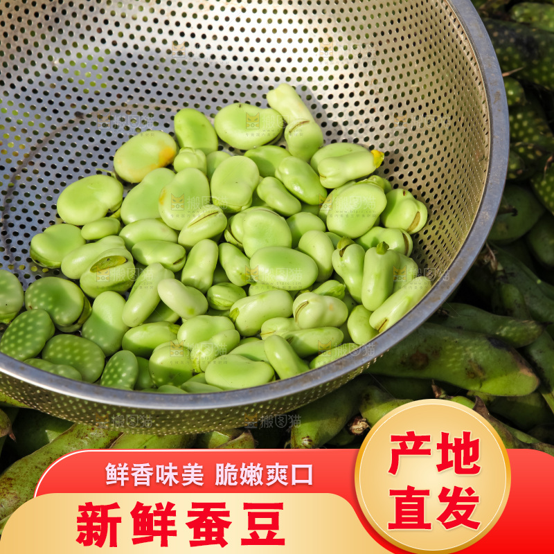 蚕豆采摘