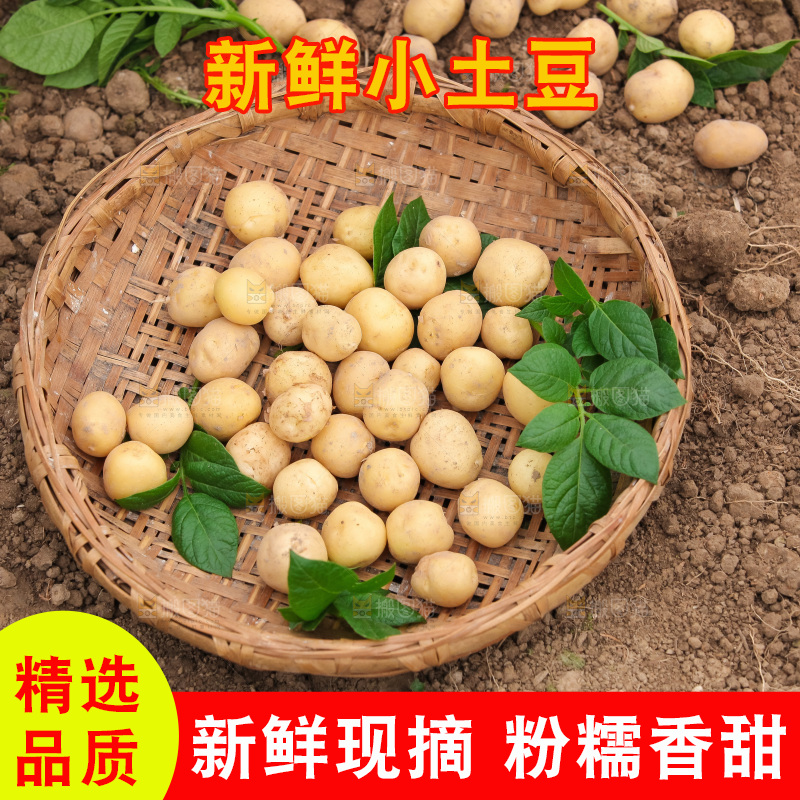现挖小土豆