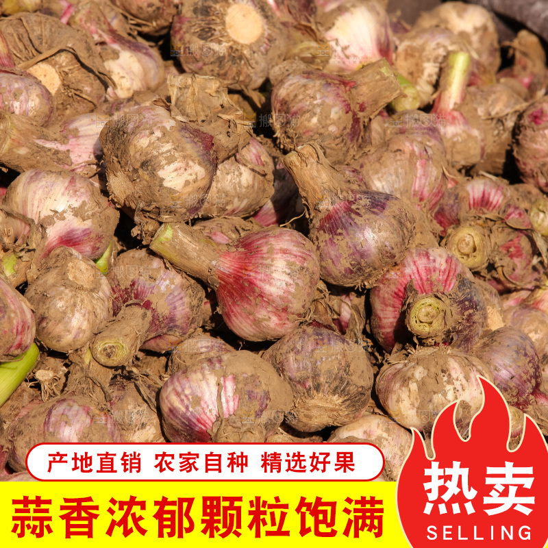 大蒜