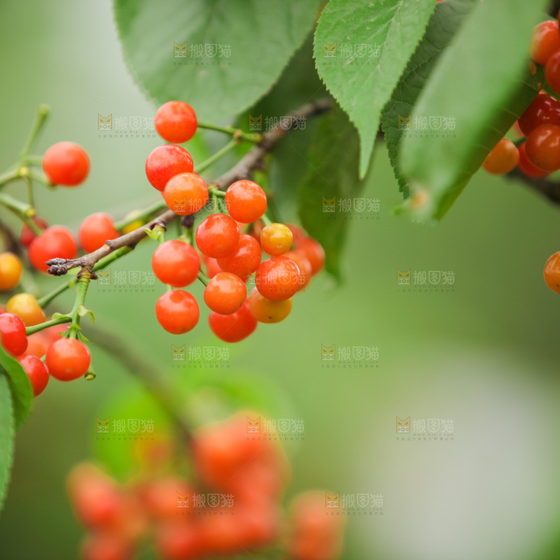 樱桃树