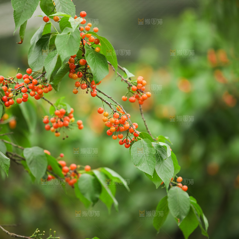 樱桃树