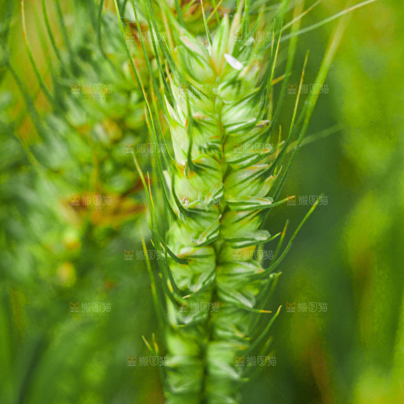 麦穗 麦粒 麦芒