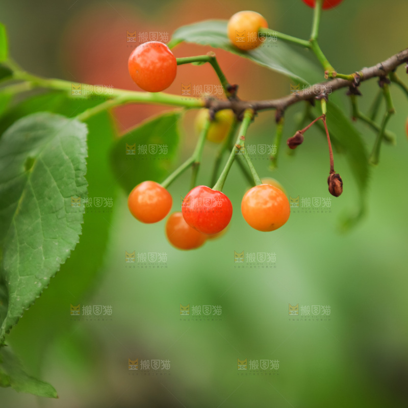 樱桃树