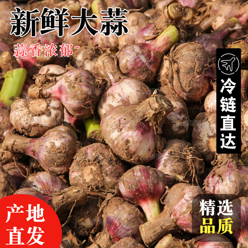 大蒜