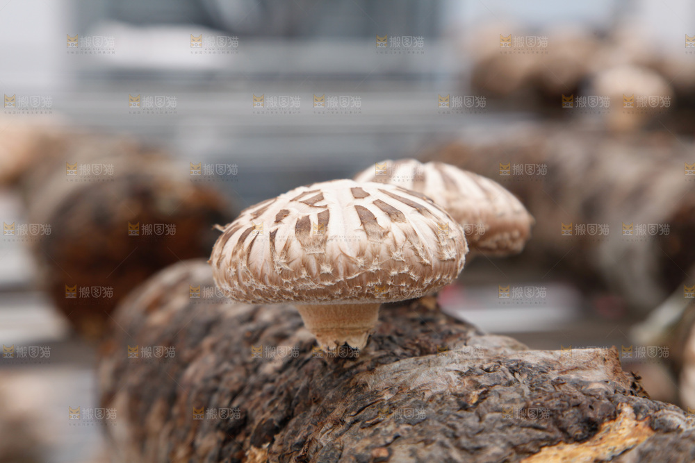 花菇 香菇