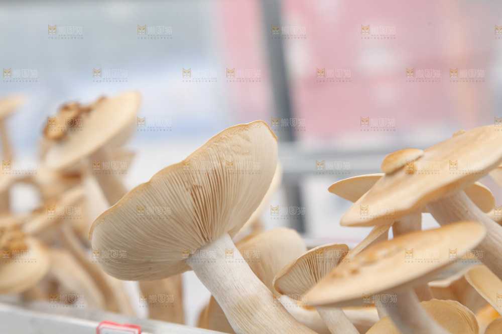 茶树菇生长