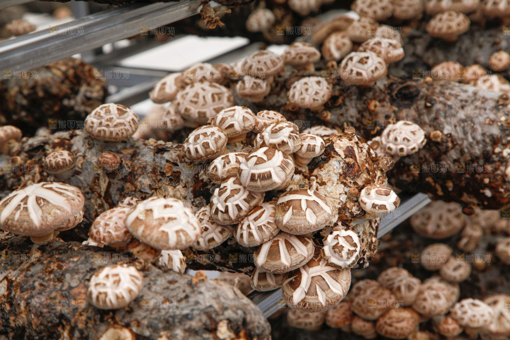 花菇 香菇