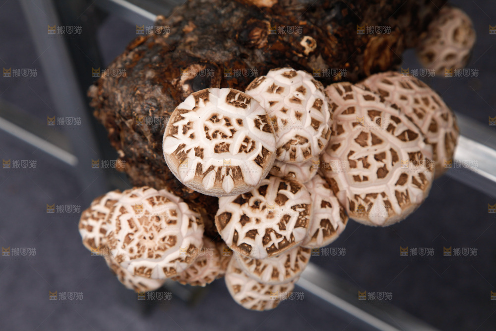 花菇 香菇