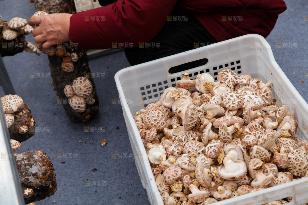 花菇 香菇
