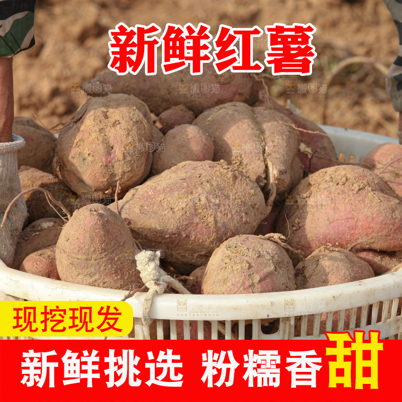 红薯地里劳作