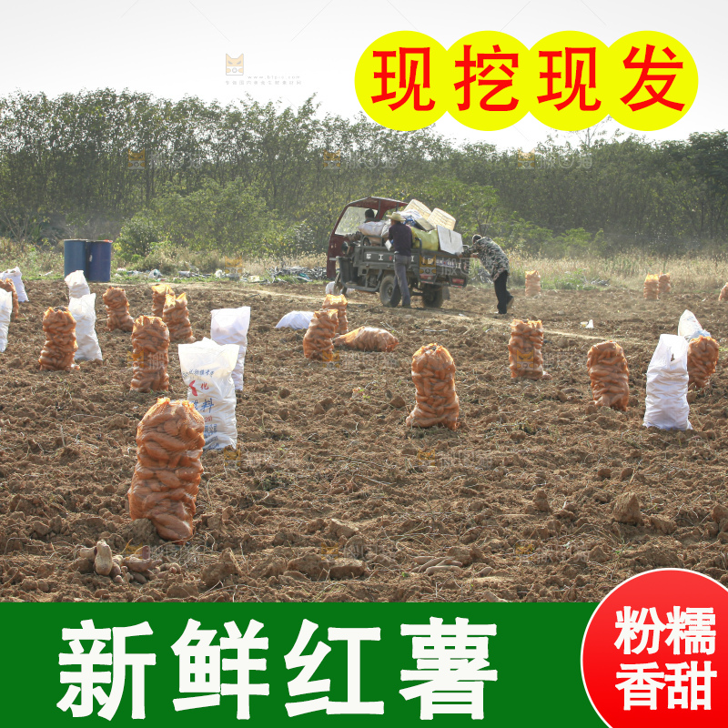 红薯地里劳作