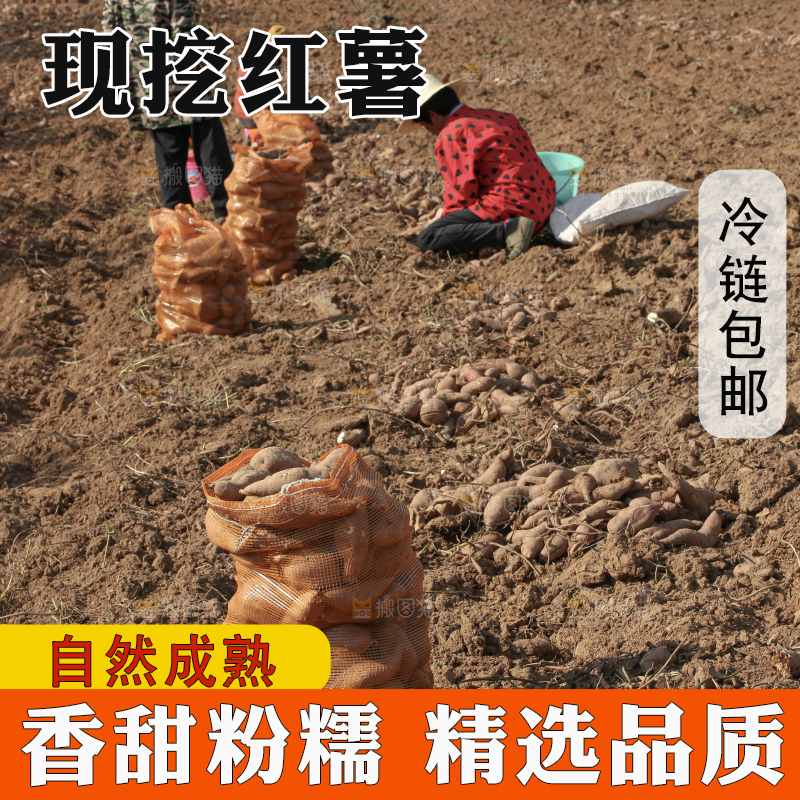 红薯地里劳作