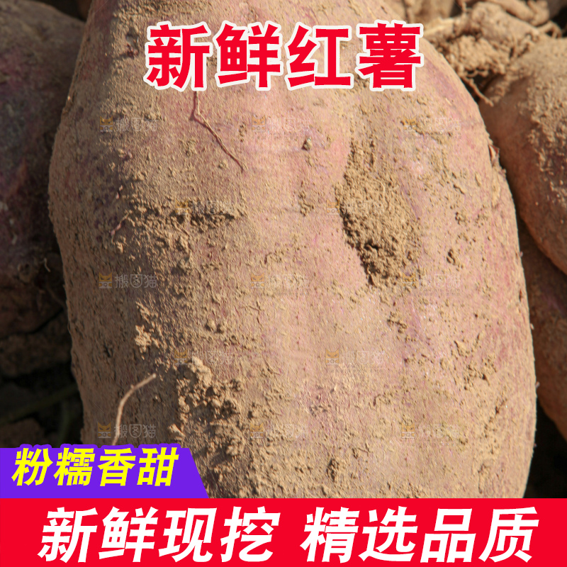 红薯地里劳作