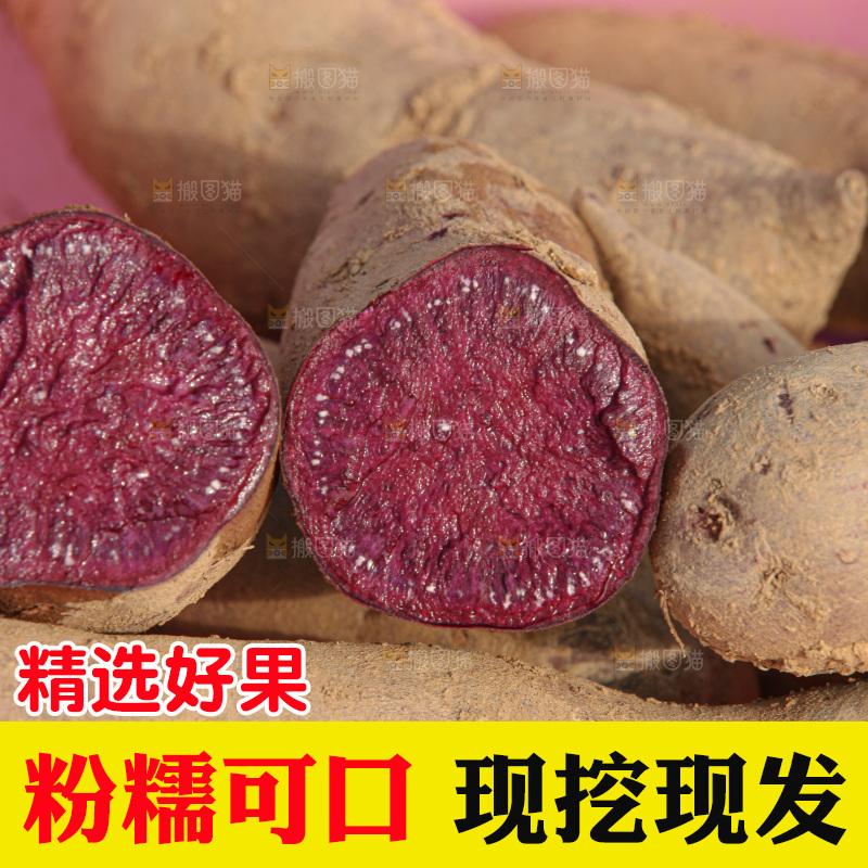红薯地里劳作