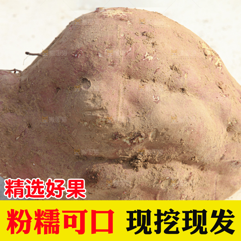 红薯地里劳作