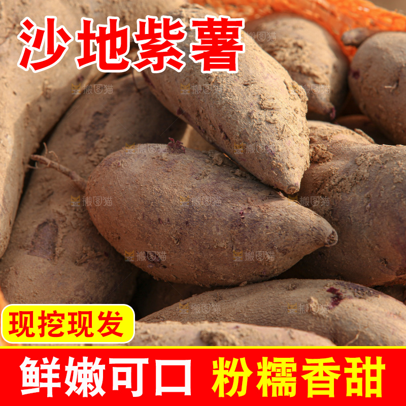 红薯地里劳作