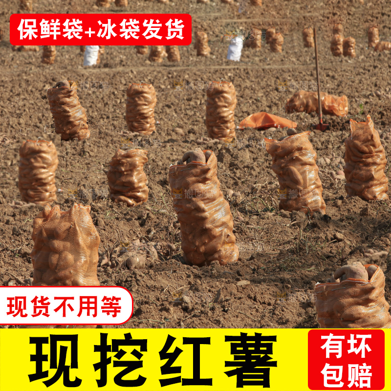 红薯地里劳作