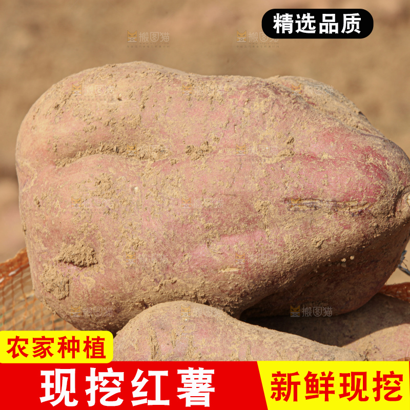 红薯地里劳作