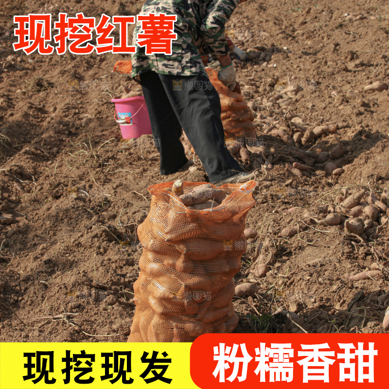红薯地里劳作