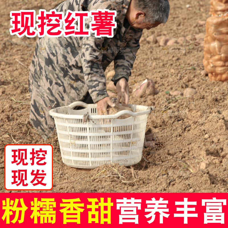 红薯地里劳作