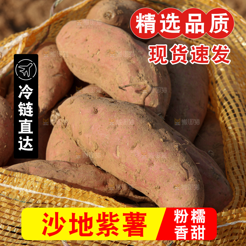 红薯地里劳作