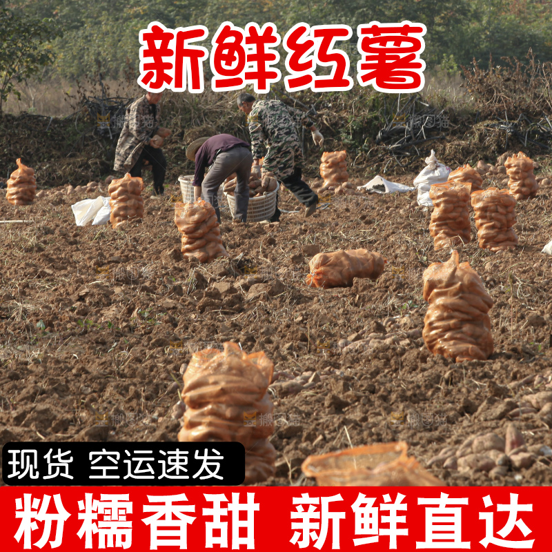 红薯地里劳作