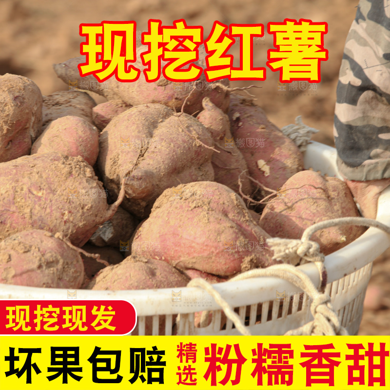 红薯地里劳作