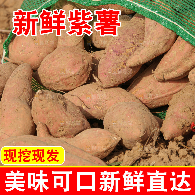 红薯地里劳作