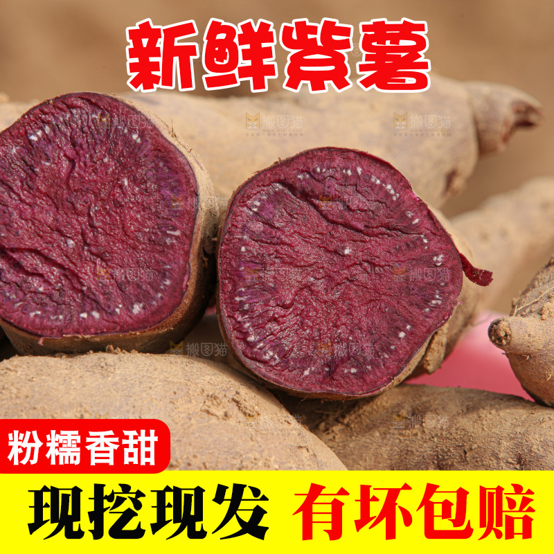 红薯地里劳作