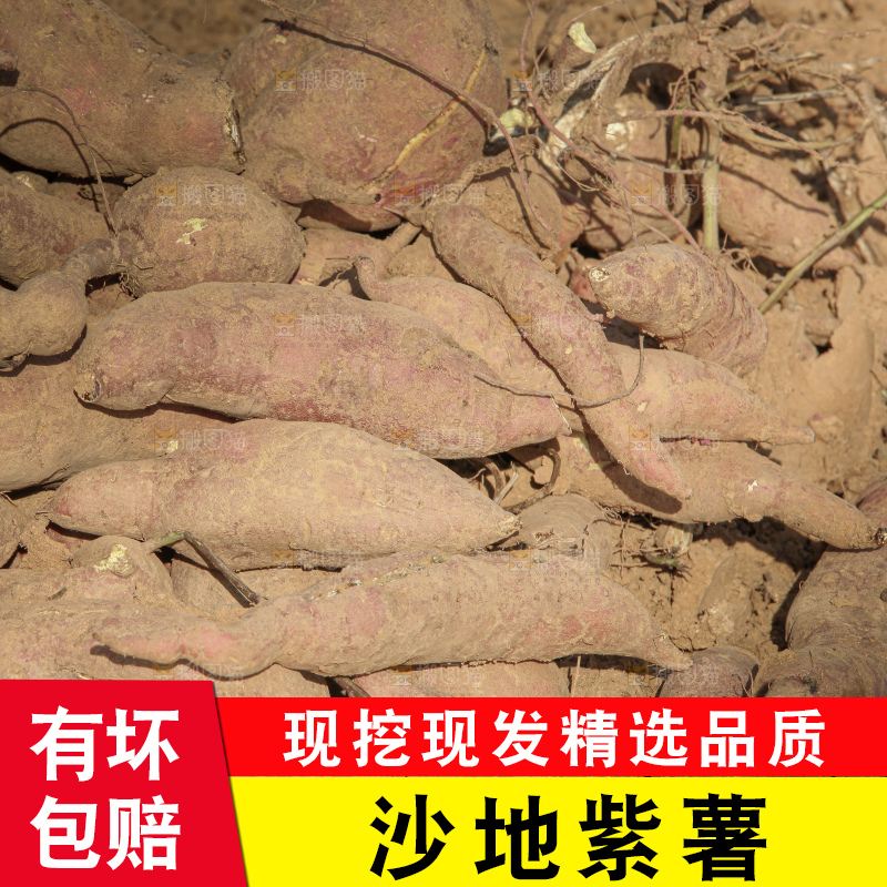 红薯地里劳作