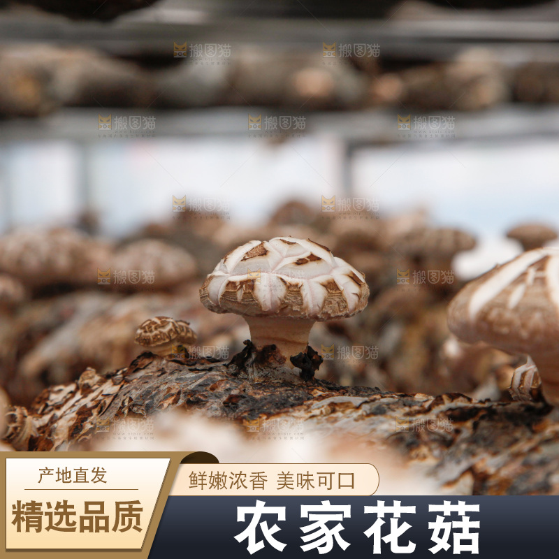 花菇 香菇