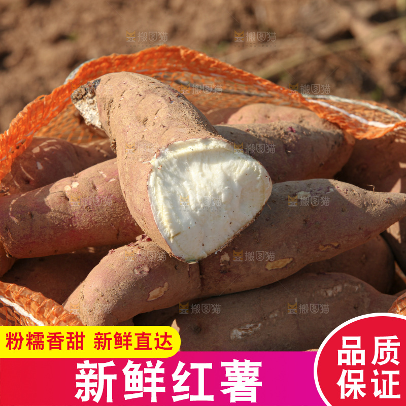红薯地里劳作